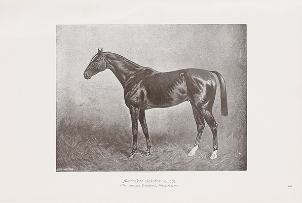 Дарвин Ч. Иллюстрированное собрание сочинений / Пер., предисл. и ред. проф. К.А. Тимирязева. [В 8 т.]. Т. 1-8. М.: Изд. Ю. Лепковскаго, 1907—1909.